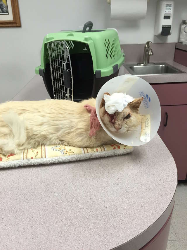 больной кот в больнице