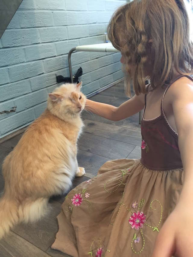 девочка гладит кота