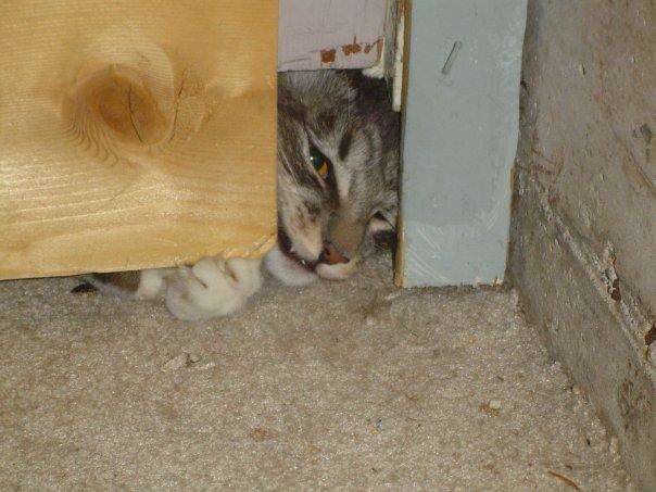 кошка выглядывает из-за двери