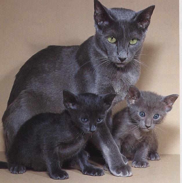 кошка с детками