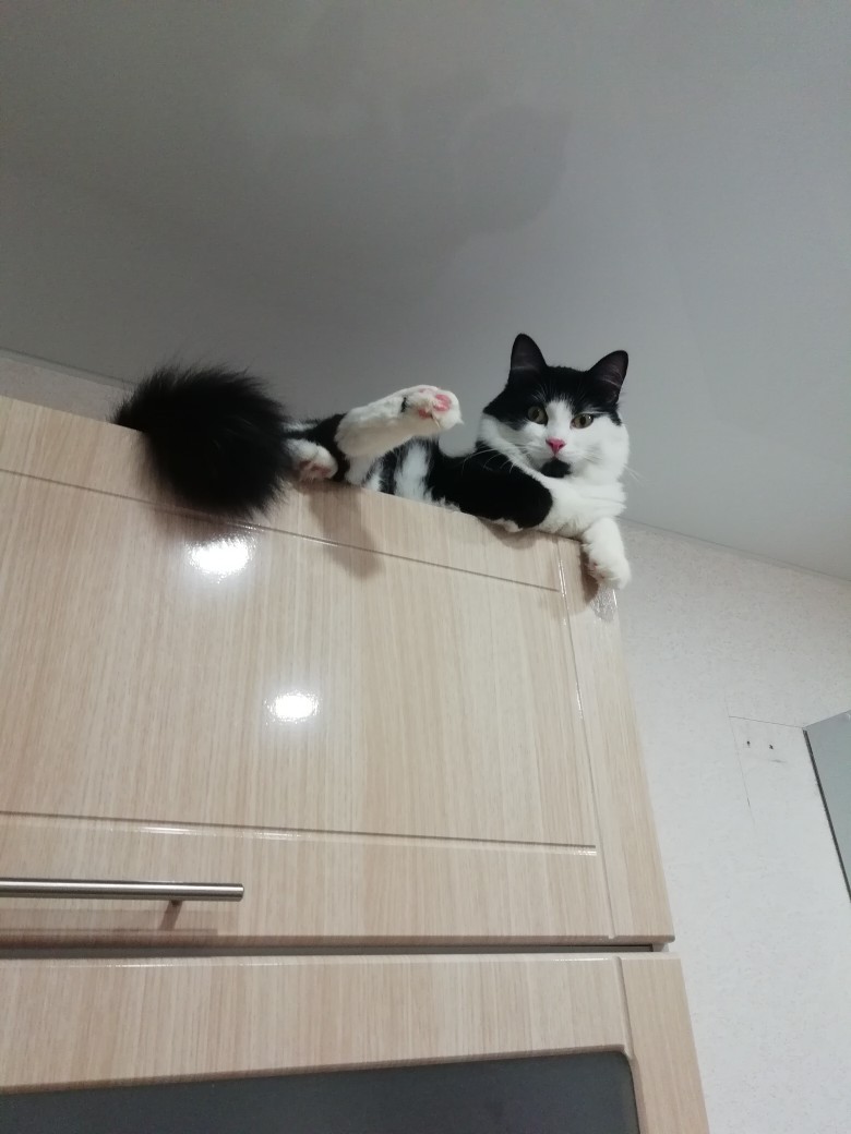 кошка на шкафу