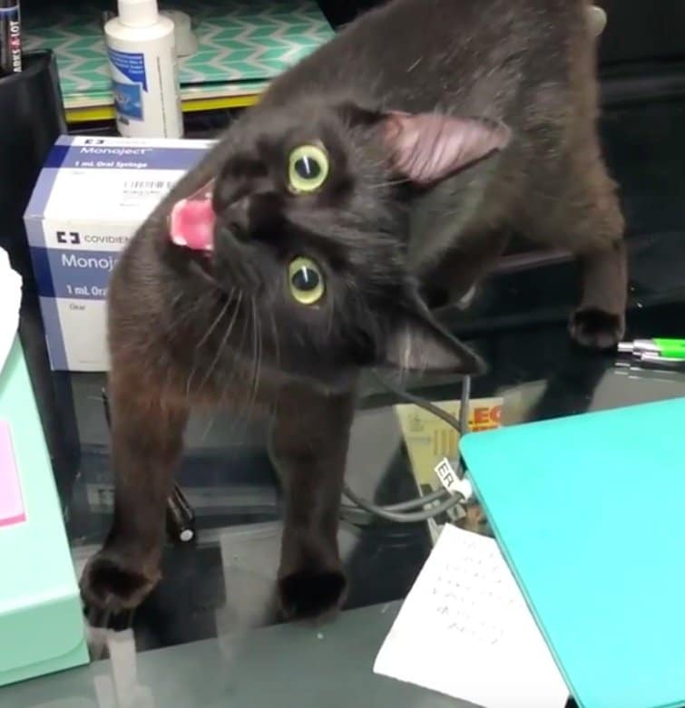 кошка показывает язык