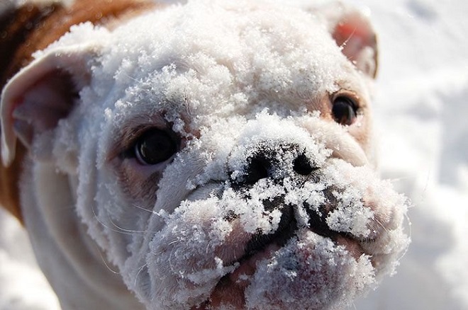 Морда собаки в снегу