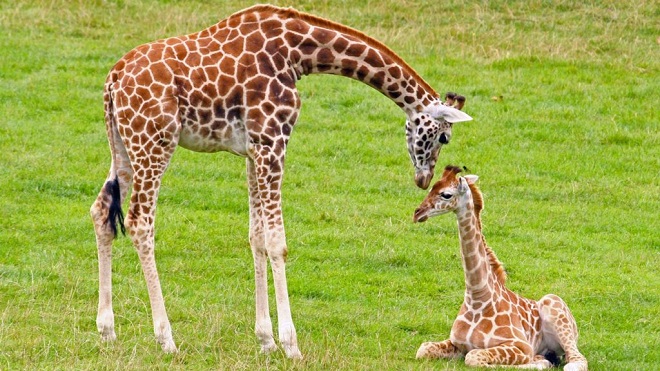 Жираф с детенышем