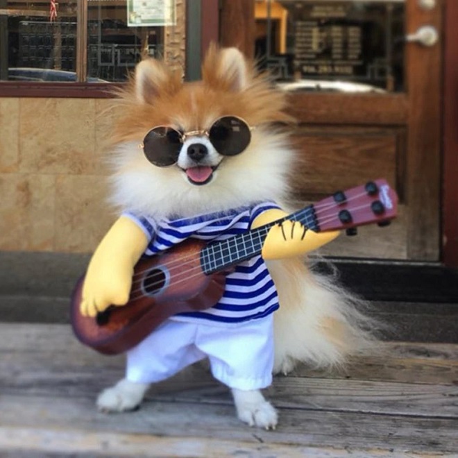Собака гитарист
