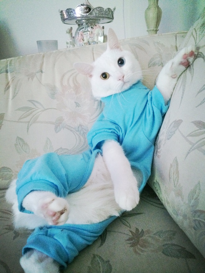 Кот в белом халате