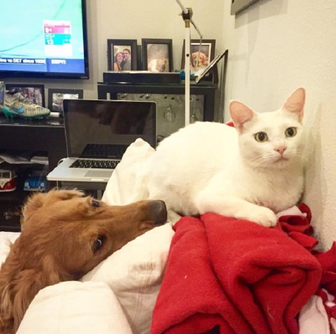 Кот и собака на диване
