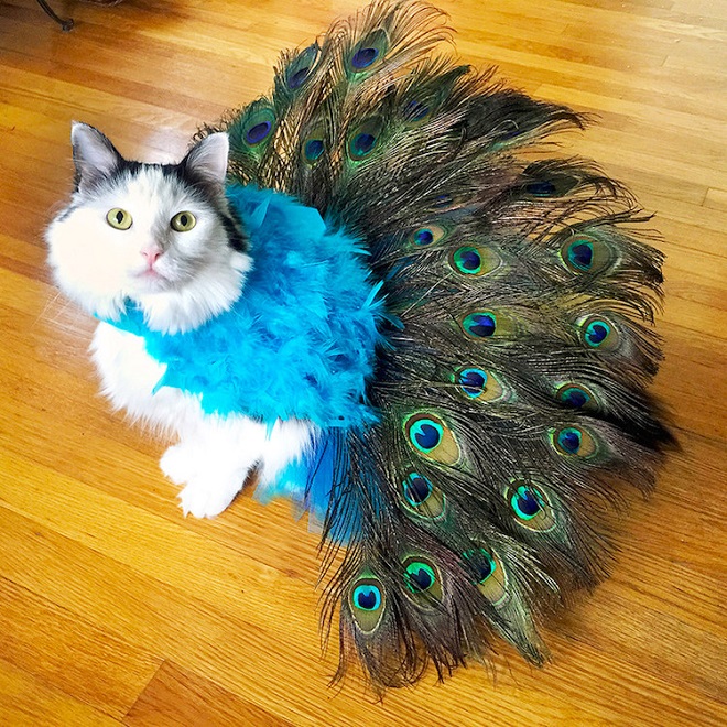 Кошка с перьями