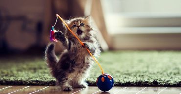 Playing kitty