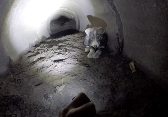 щенок в тоннеле