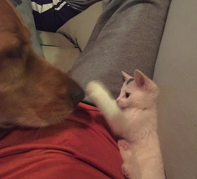 Котик трогает собаку