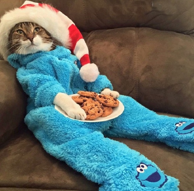 Кот с печеньками