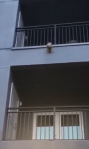 пес на балконе