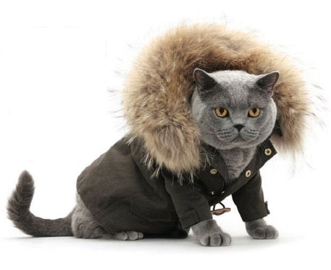 Кот в куртке