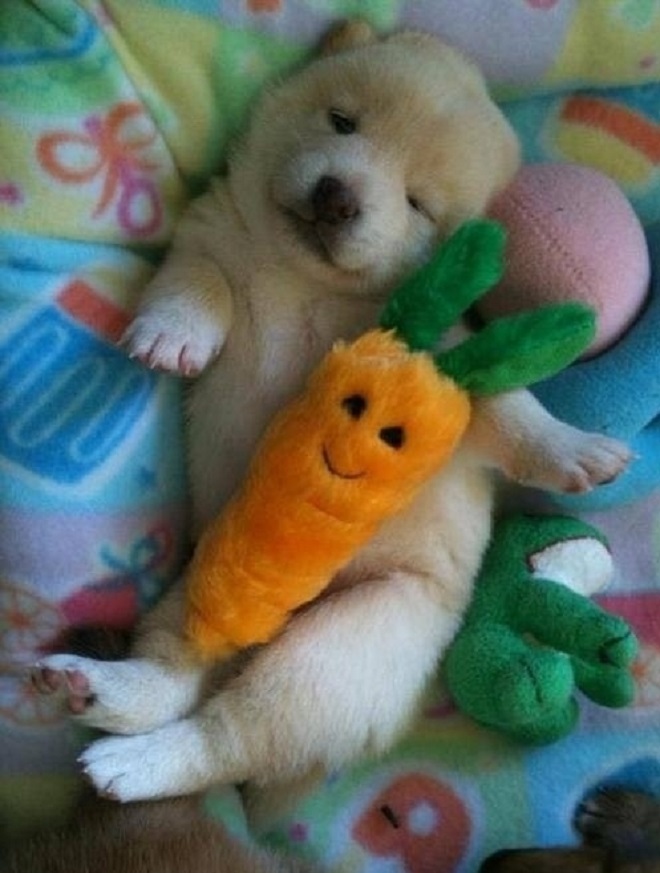 Щенок спит с морковкой