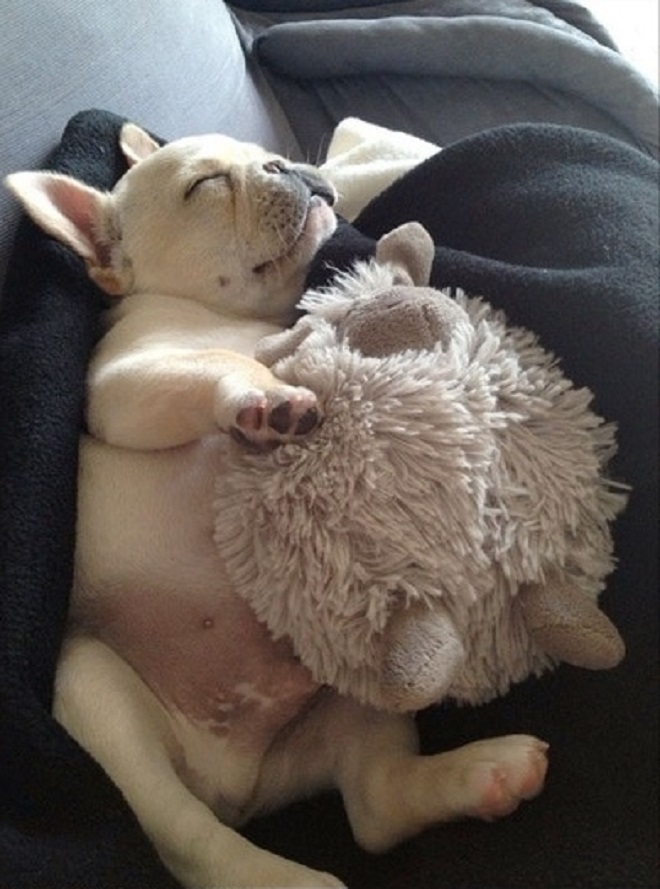 Собака спит с овечкой