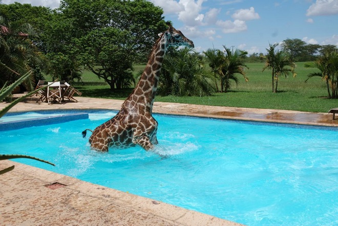 Жираф в воде