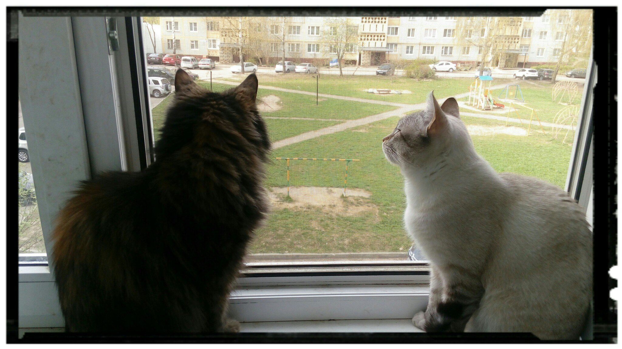 два у кота у окна