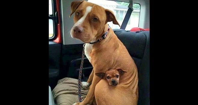 Собаки в машине
