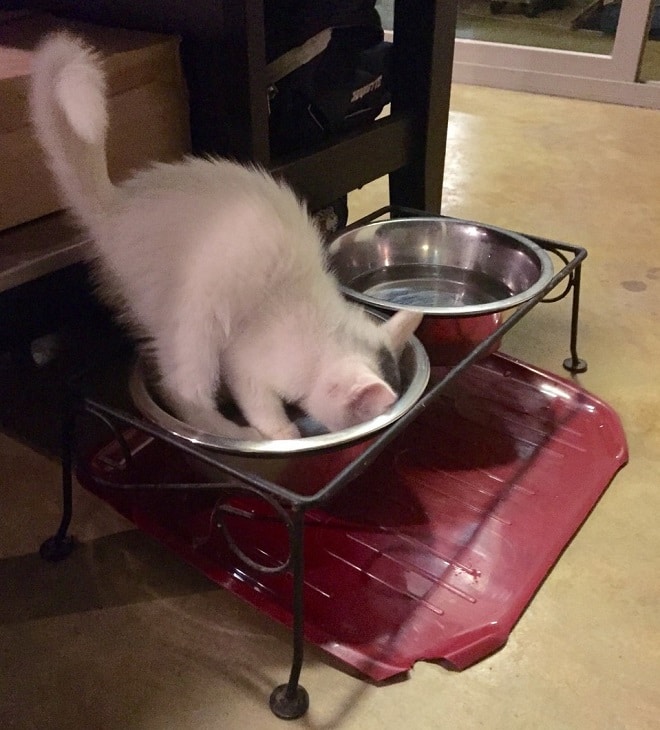 Котик в тарелке