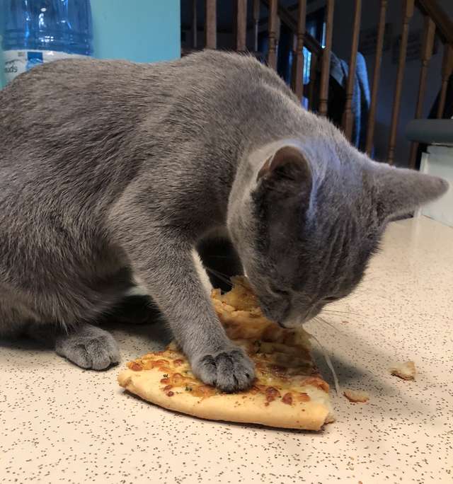 кот ест пиццу