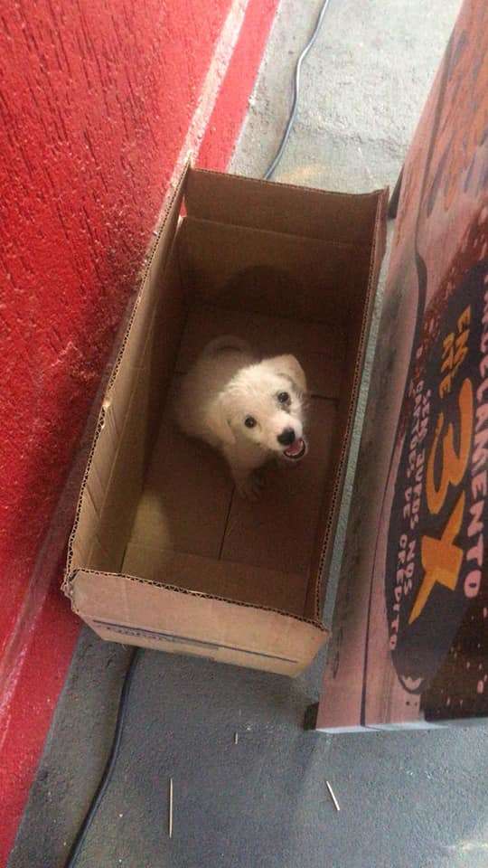 щенок в картонной коробке