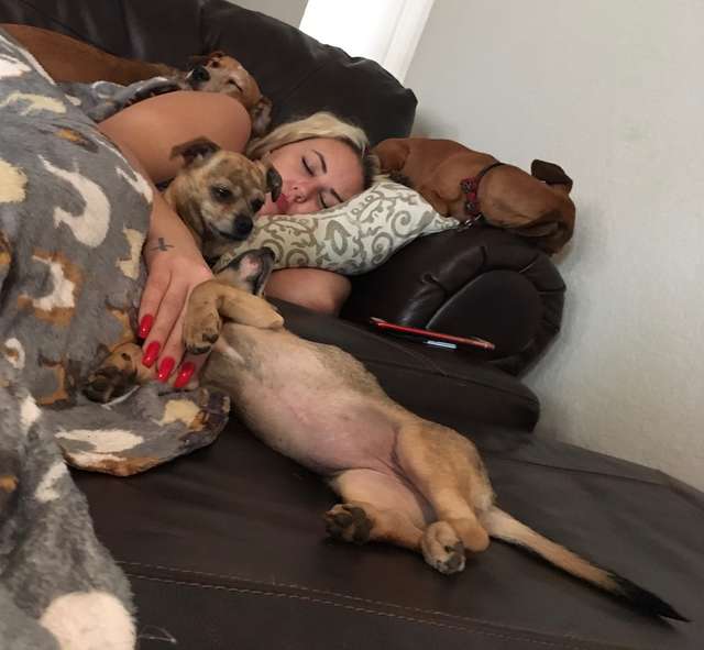 девушка спит с собаками
