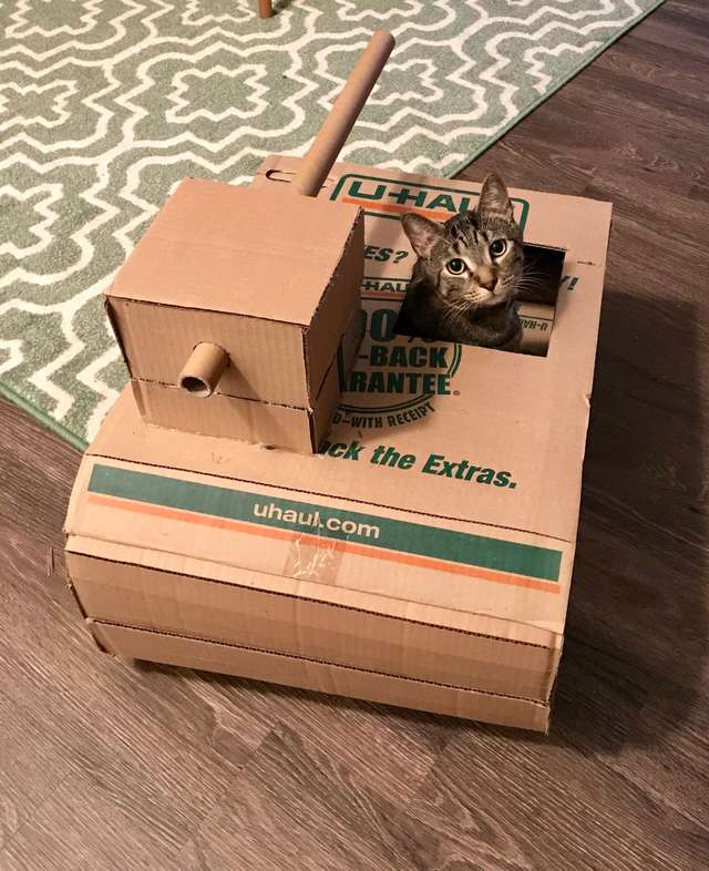 кот сидит в коробке