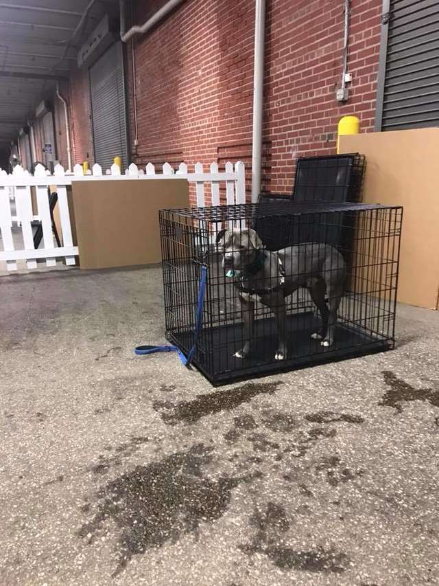 собака в клетке