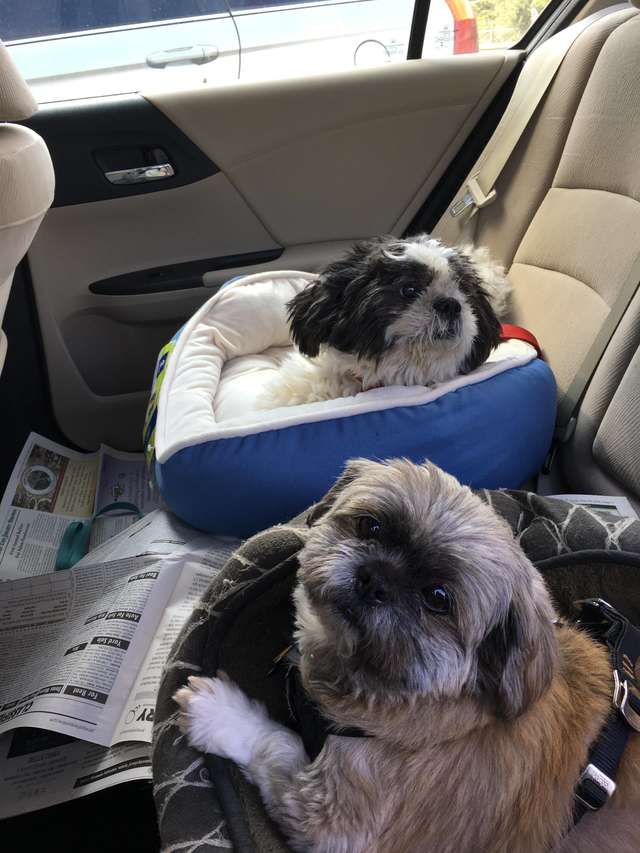 две собаки в машине
