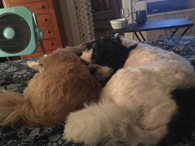 две собаки на кровати