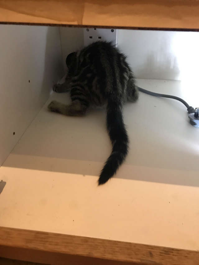 котенок застрял в шкафу