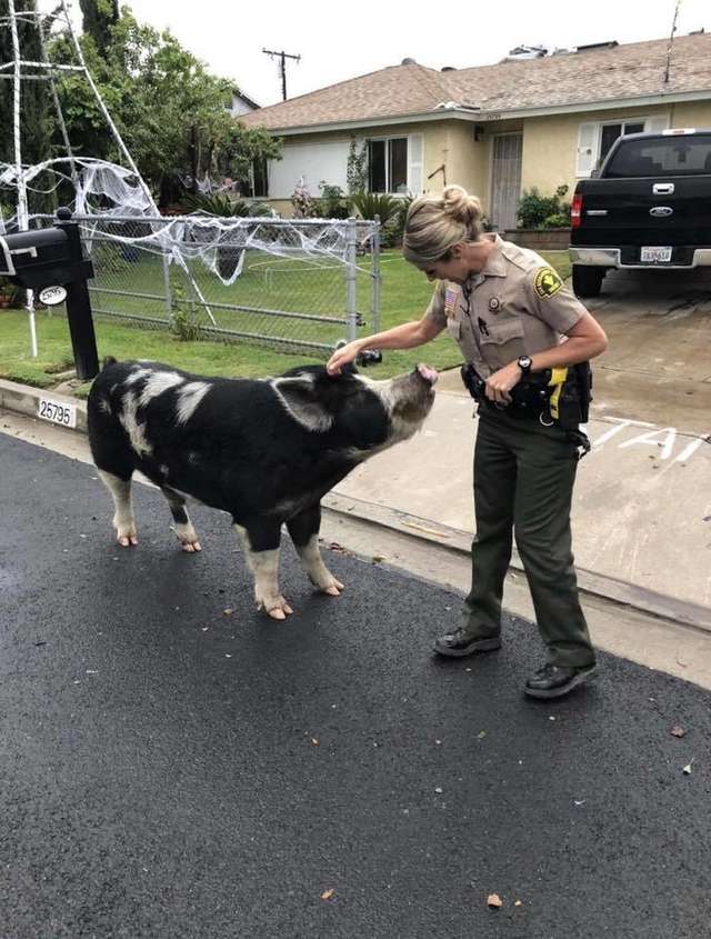 свинья и полицейский
