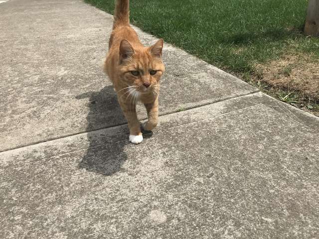 рыжий кот на улице
