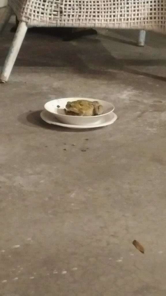 жаба в тарелке