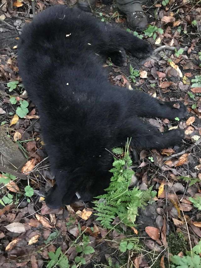 медвежонок спит