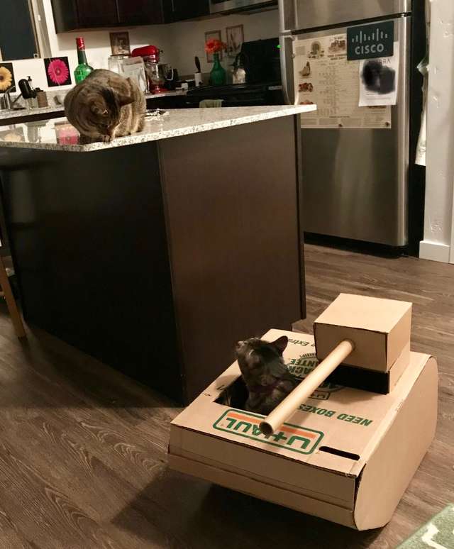 два кота на кухне