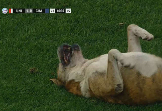 собака на футбольном поле