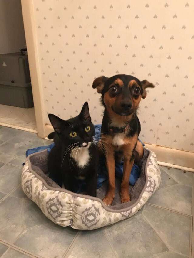 котенок и собака