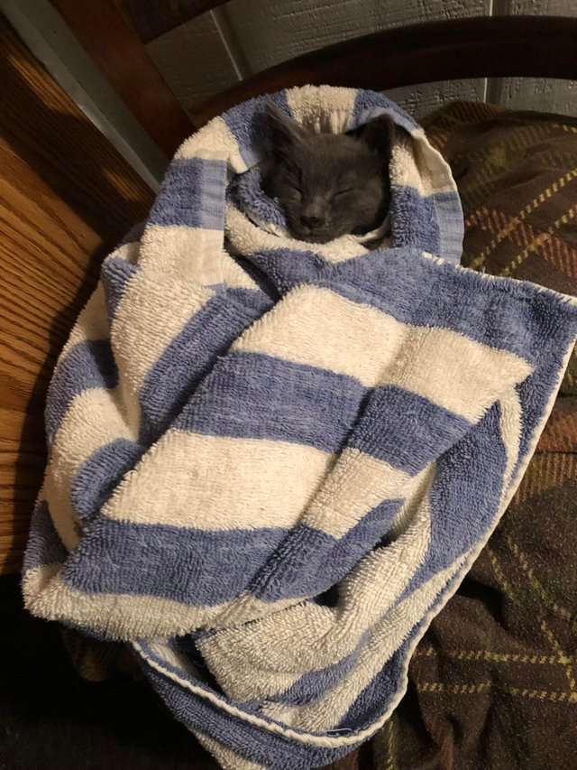 котенок в полотенце