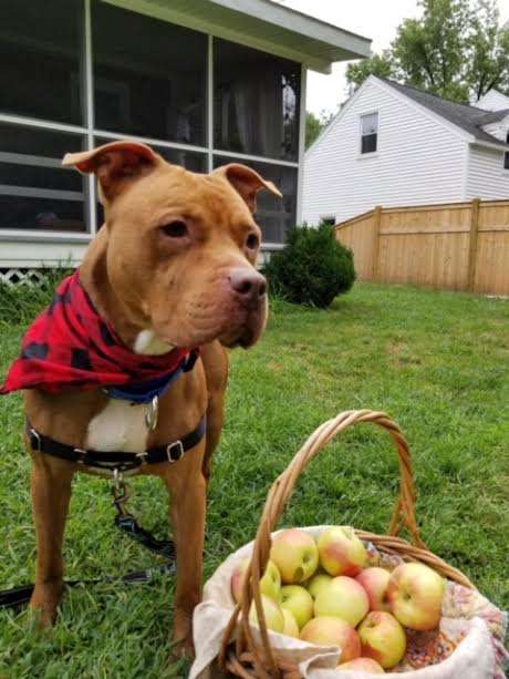 пес и корзина с яблоками