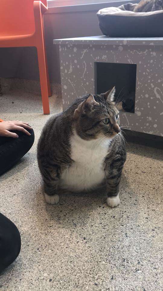 толстый кот рис 2