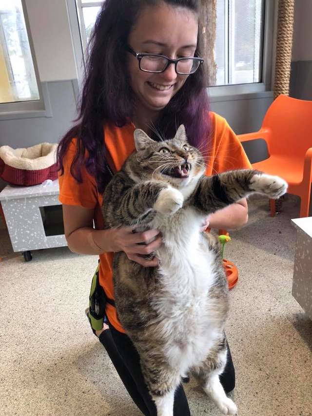 девушка держит толстого кота
