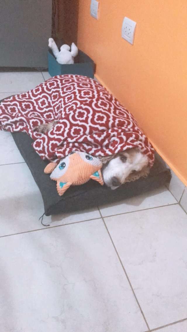 собака под одеялом