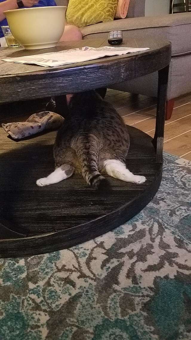 толстый кот под столом