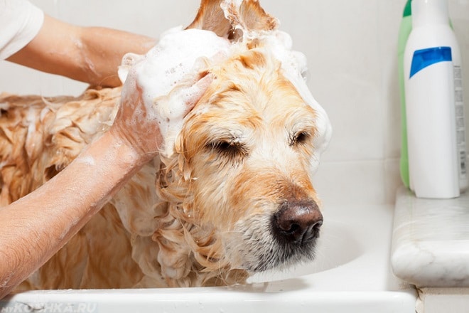 Собаку моют в ванной