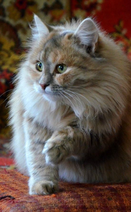 сибирская кошка рис 2