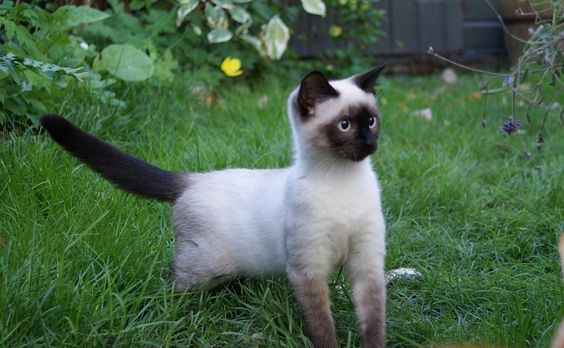 сиамский котенок в траве