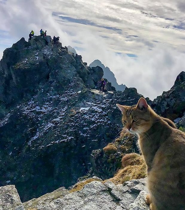 кошка в горах