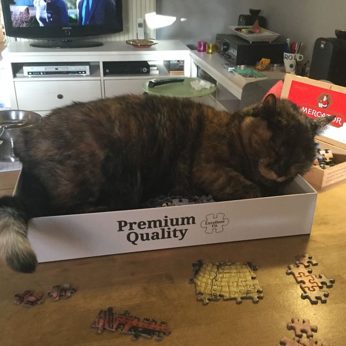 кот в картонной коробке